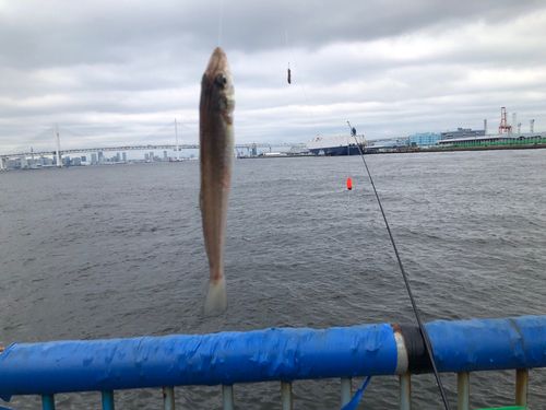シロギスの釣果