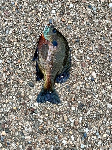 ブルーギルの釣果