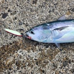 マルソウダの釣果