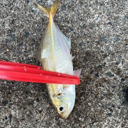 アジ