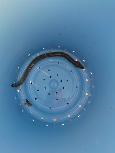 ウナギの釣果