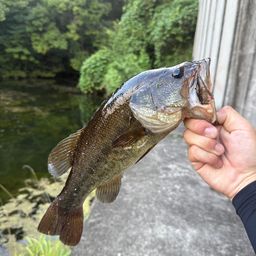 ブラックバス