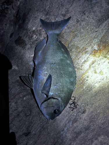 クチブトグレの釣果