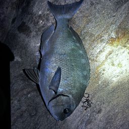 クチブトグレ