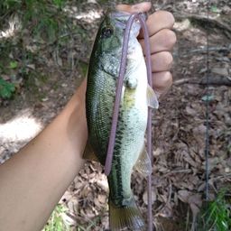 ラージマウスバス