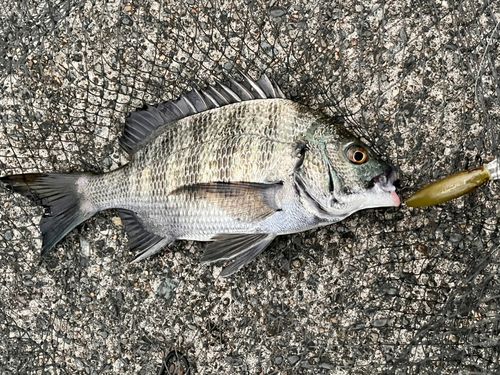 チヌの釣果
