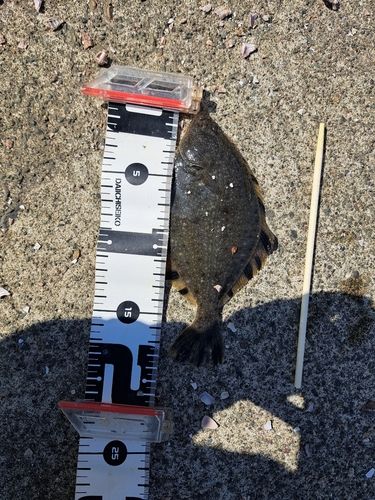 カワガレイの釣果