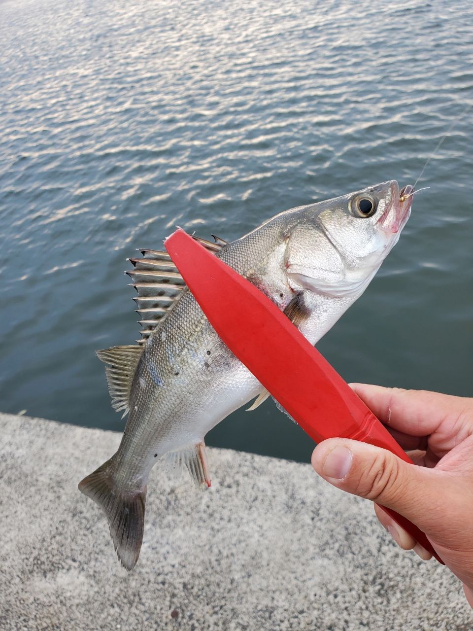 DAIWA 16アジング X 59UL-Sの最安値・インプレ・釣果 | 本音の