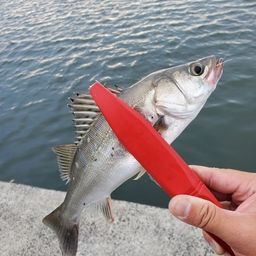 セイゴ（マルスズキ）