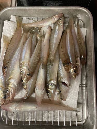キスの釣果