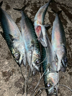 サバの釣果