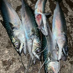 サバ