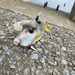ギマ