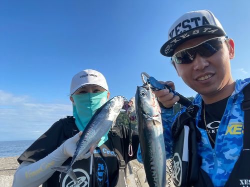 マルソウダの釣果