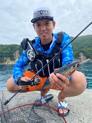 マルソウダの釣果