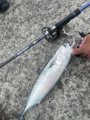 マルソウダの釣果