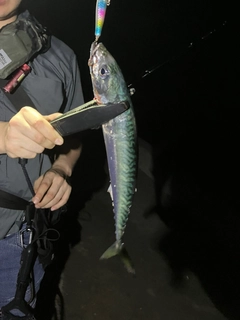 サバの釣果