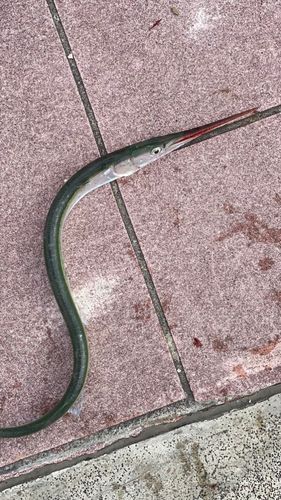 ダツの釣果