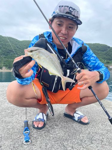 ショゴの釣果