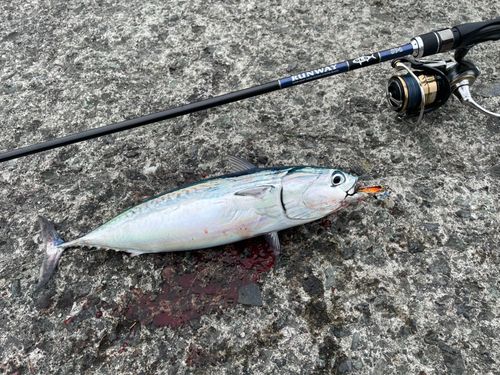 マルソウダの釣果