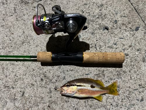 クロホシフエダイの釣果