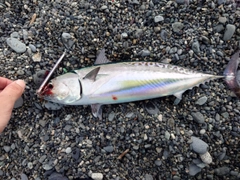 マルソウダの釣果