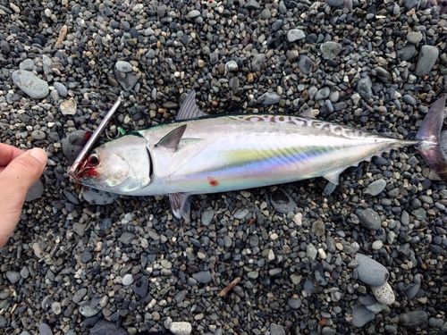 マルソウダの釣果