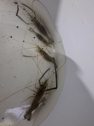 テナガエビの釣果