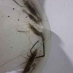 テナガエビ