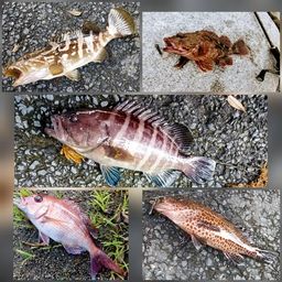 マハタ
