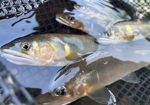 アユの釣果