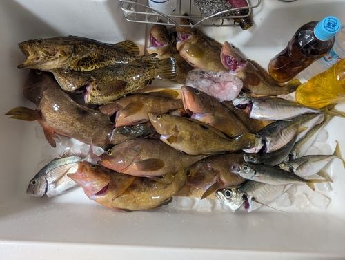 タケノコメバルの釣果