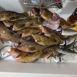 タケノコメバル