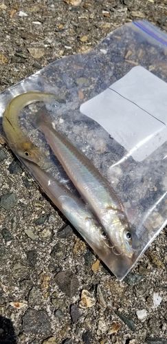キスの釣果