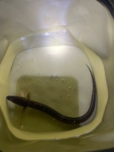 マアナゴの釣果