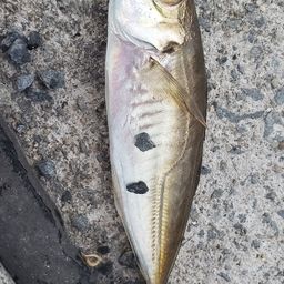 アジ