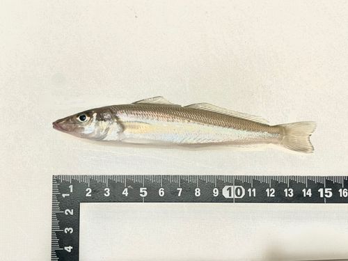 シロギスの釣果