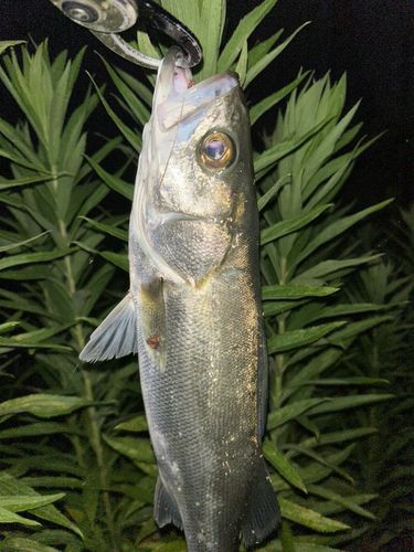 スズキの釣果