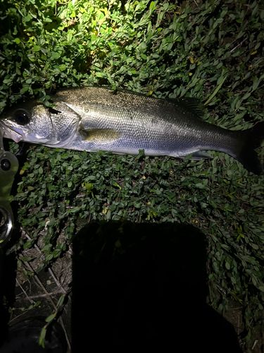 スズキの釣果