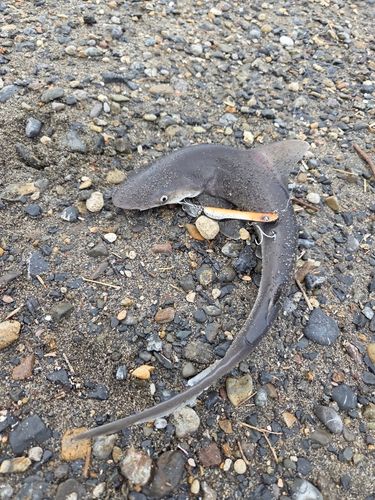 サメの釣果
