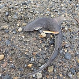 サメ