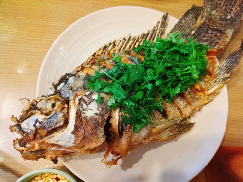 ナイルティラピアの釣果