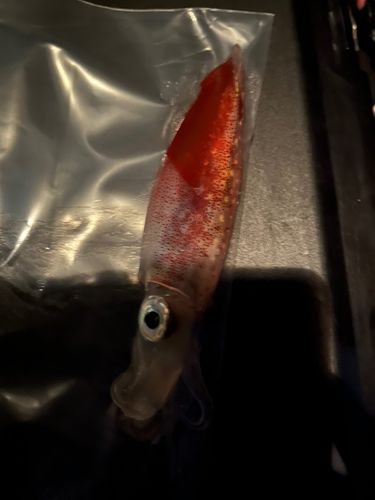 ヤリイカの釣果