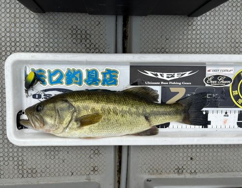 ブラックバスの釣果