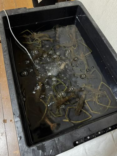 テナガエビの釣果
