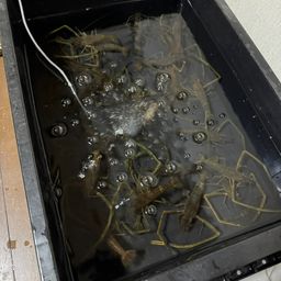 テナガエビ
