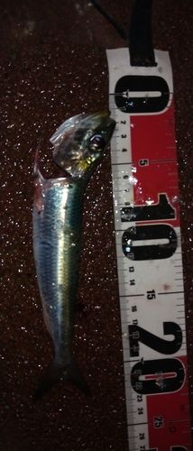 マイワシの釣果