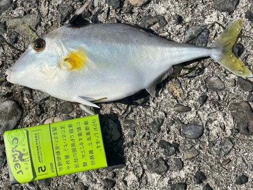 ギマの釣果