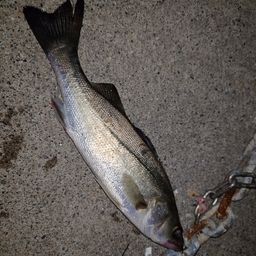 フッコ（マルスズキ）