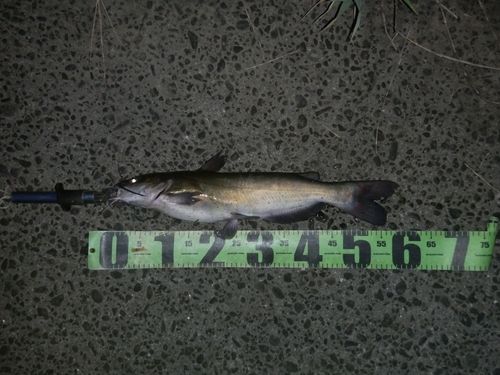 アメリカナマズの釣果